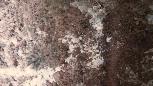 Las ramas de coníferas de los abetos están cubiertas con heladas blancas, vista aérea. — Vídeos de Stock