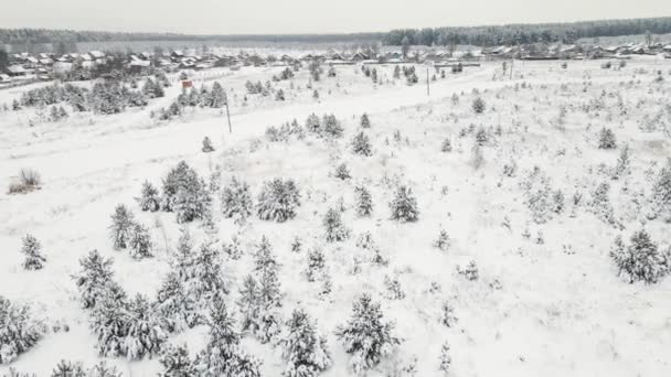 Campo de invierno completamente cubierto de nieve con abetos jóvenes, vista aérea. — Vídeos de Stock