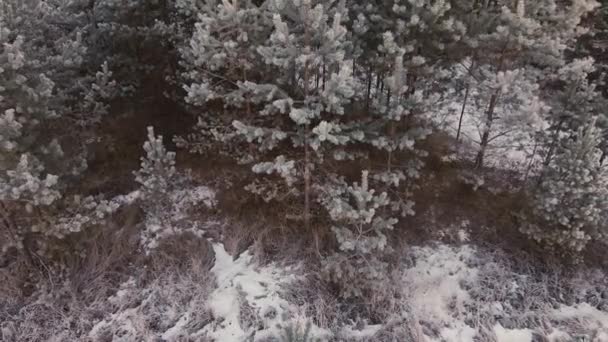Белые ветви деревьев красиво покрыты инеем, вид с воздуха. — стоковое видео