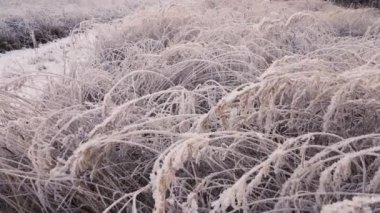Beyazlaşmış çimen gövdeleri ile kaplı bir tarla beyaz don ve hava manzarası ile. 