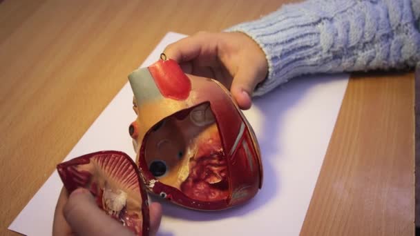 Detailní záběry rukou zornic zkoumají biologický model srdce. — Stock video
