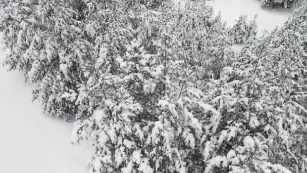 Mükemmel kar kaplı kış ormanı serin hava ve hava manzarası. — Stok video