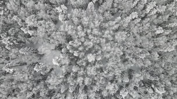 Πλήρως καλυμμένο με χιόνι χειμώνα δάσος σε δροσερό καιρό, εναέρια άποψη. — Αρχείο Βίντεο