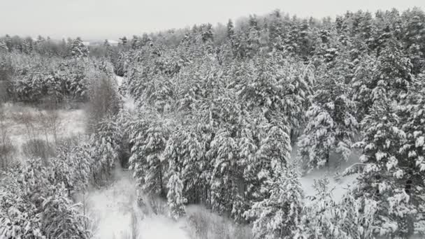 Πλήρως καλυμμένο με χιόνι δάσος σε δροσερό χειμώνα, εναέρια άποψη. — Αρχείο Βίντεο