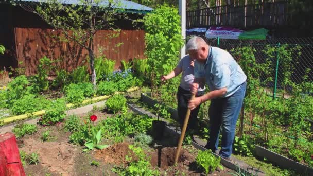 El niño sostiene una plántula joven, el padre está cavando con una pala. — Vídeos de Stock