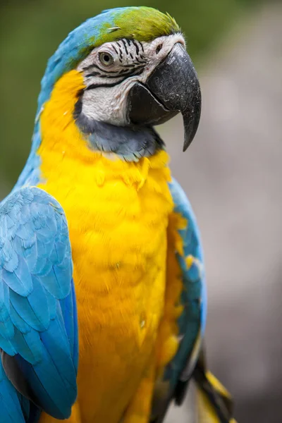 Guayaquil 'de sarı ve mavi bir Ekvador papağanı portresi