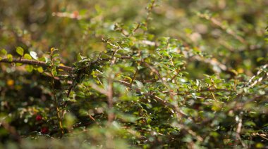 Çalı otları, bahçe çayırları, yeşil, bahçe küçük yaprakları...