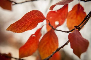 Kırmızı turuncu sarı sonbahar yapraklarına yakın, mevsimsel değişim