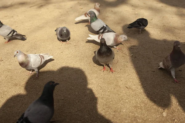 Siyah Güvercin Kameraya Bakıyor Kuşları Besliyor — Stok fotoğraf