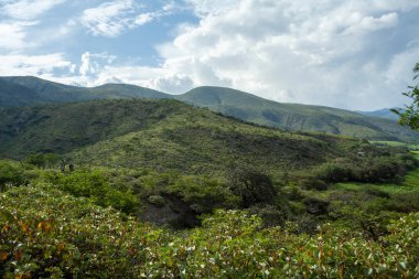 Şeker kamışı tarlalarının manzarası Loja 'daki yeşil dağlar, ekvador