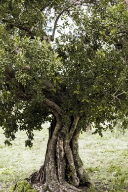 Şeker kamışı tarlaları ve dağ başlıklı fabrikalar.