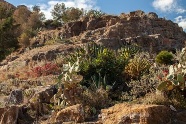 Altın saat kurumuş bitki örtüsü arka planda kayalar fauna manzarası