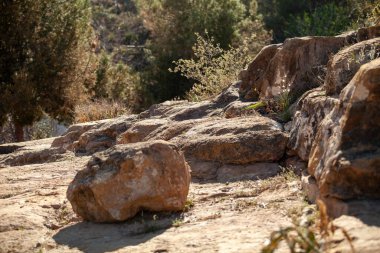 Altın saat kurumuş bitki örtüsü arka planda kayalar fauna manzarası