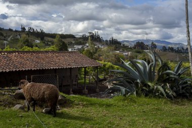 Arka planda dağ manzarası olan otları yiyen koyunlar.