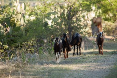 Yavru keçi ailesi toprak bir yolda yürüyor ve oynuyor.