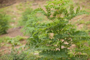 Moringa yapraklarını, ağaçlarını, çiftliğini, beslenme düzenini kapat.