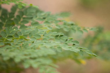 Moringa yapraklarını, ağaçlarını, çiftliğini, beslenme düzenini kapat.