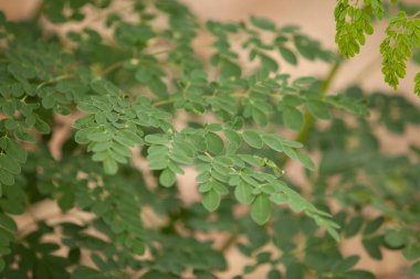 Moringa yapraklarını, ağaçlarını, çiftliğini, beslenme düzenini kapat.