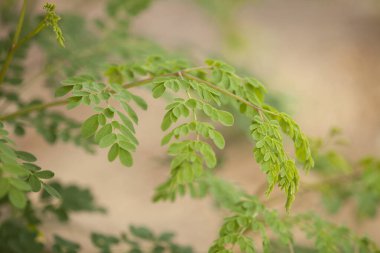 Moringa yapraklarını, ağaçlarını, çiftliğini, beslenme düzenini kapat.