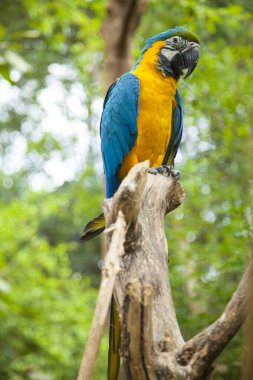 Guayaquil 'de sarı ve mavi bir Ekvador papağanı portresi