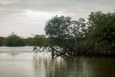 Ekvador mangrov bataklığı, nehir, palmiye manzarası,