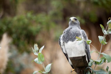 Hawk 'a yaklaş, bir tahta parçasının üzerinde dikilip, sana bakıyor, kuş, kartal, şahin