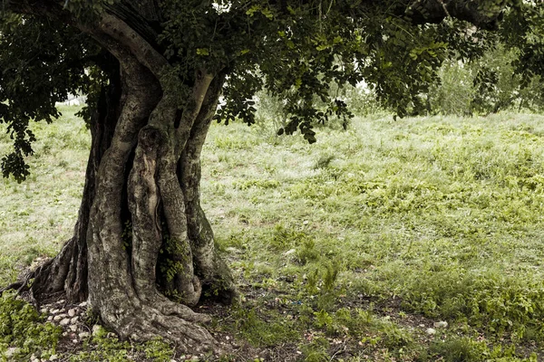 Старый Большой Ствол Дерева Фоне Травы — стоковое фото