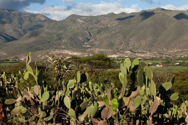 Cactus Met Andes Berg Achtergrond Droge Seizoen Platteland — Stockfoto