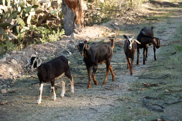 Yavru keçi ailesi toprak bir yolda yürüyor ve oynuyor.
