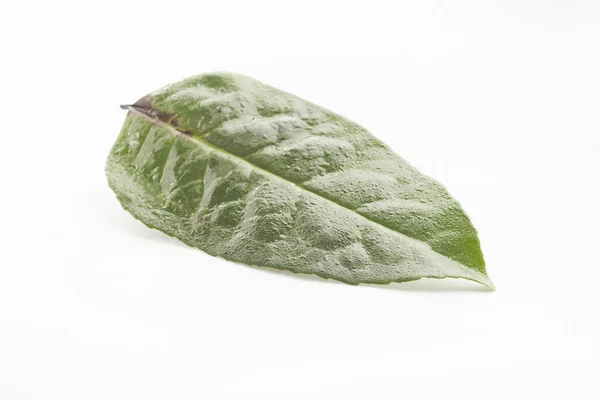 Ilex Guayusa Leaf White Background Isolated Droplets Caffeine — Stock Photo, Image