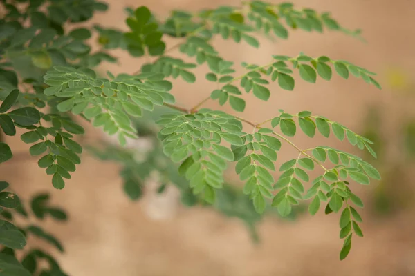Moringa yapraklarını, ağaçlarını, çiftliğini, beslenme düzenini kapat.