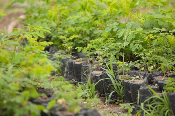 문닫기 Moringa Leafs — 스톡 사진