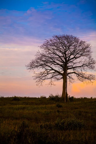 Arka planda turuncu renkli bulutlar olan yapraksız ceibo ağacı silueti.