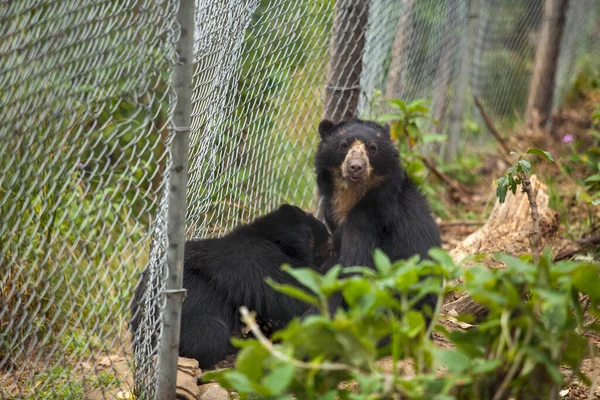 Kafesteki siyah ayılar hayvanat bahçesine bakıyorlar.