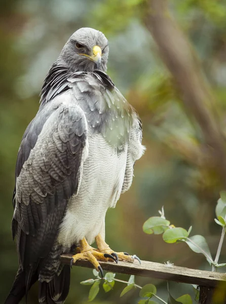 Close Hawk Standing Piece Wood Staring Bird Eagle Falcon — Stock Photo, Image