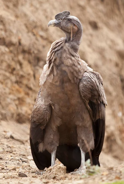 Long Shot Portrait Ecuadorian Andean Condor Ground — Stock Photo, Image
