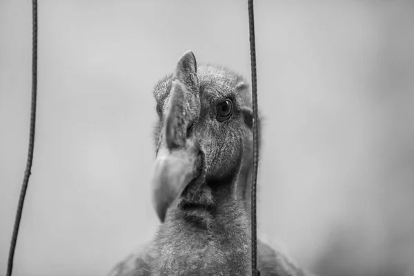 Ekvador Akbabası 'nın yerdeki portresini kapat.,