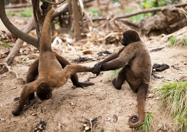 Dos Monos Marrones Playinb Tirón Guerra Mirando Hacia Fuera Posando — Foto de Stock