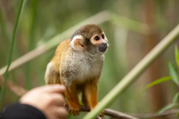 Fechar Telefoto Saimiri Macaco Olhando Para Câmera Ramo — Fotografia de Stock