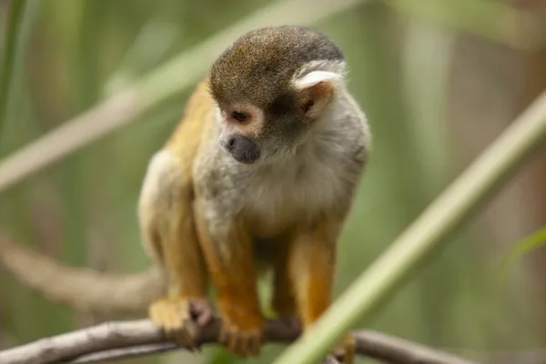Nahaufnahme Eines Kleinen Affen Auf Ästen Der Sich Umschaut — Stockfoto