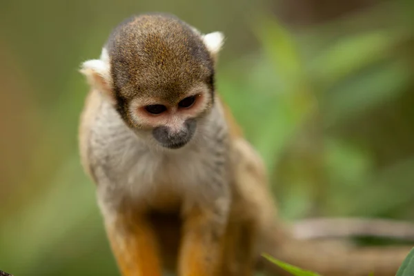 Nahaufnahme Eines Kleinen Affen Auf Ästen Der Sich Umschaut — Stockfoto