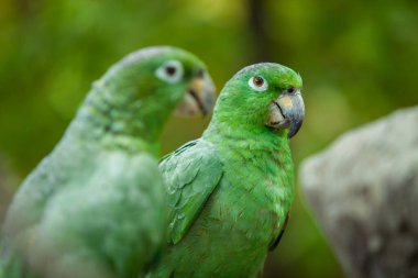 Guayaquil 'de 2 yeşil Ekvador Papağanı