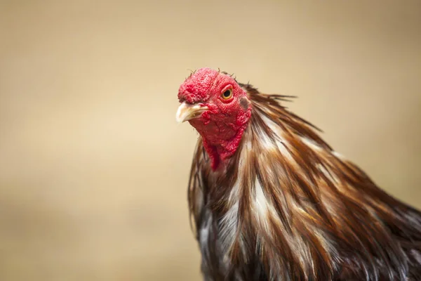 Close Portrait Cock Male Chicken Hen Gallo — Stock Photo, Image