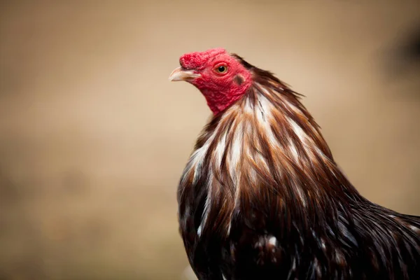 Close Portrait Rooster Cock Male Chicken Hen Gallo — Stock Photo, Image