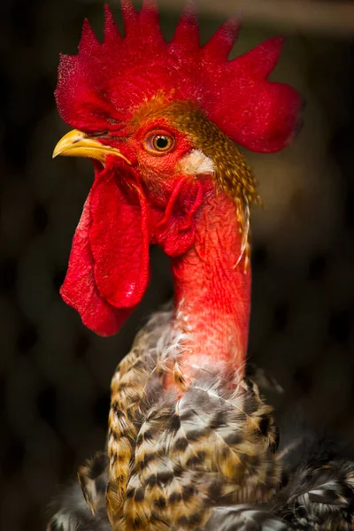 Close Portrait Rooster Cock Male Chicken Hen Gallo — Stock Photo, Image