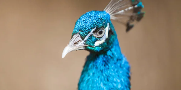 Telephoto Macro Portrait Beautiful Blue Peacock Staring Camera Bird — Stock Photo, Image