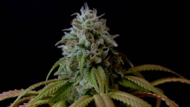 CBD THC esrar kristallerinin Macro kapanışı esrar hasadı marihuana