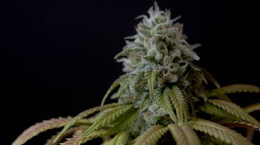 CBD THC esrar kristallerinin Macro kapanışı esrar hasadı marihuana