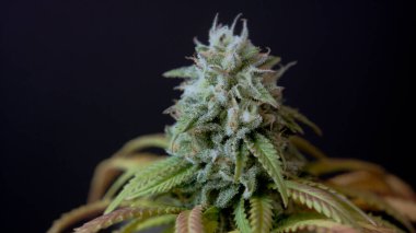 CBD THC esrar kristallerinin Macro kapanışı esrar hasadı marihuana