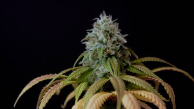 CBD THC esrar kristallerinin Macro kapanışı esrar hasadı marihuana